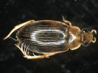 藏品(蚜蟲)的圖片